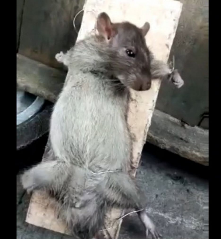 幽默图片搞笑段子:家里老鼠偷吃了红烧肉后的惨状