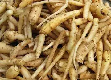 16天冬俗称补冬根,百合科植物天冬的新鲜块根.性大寒,味甘,苦.