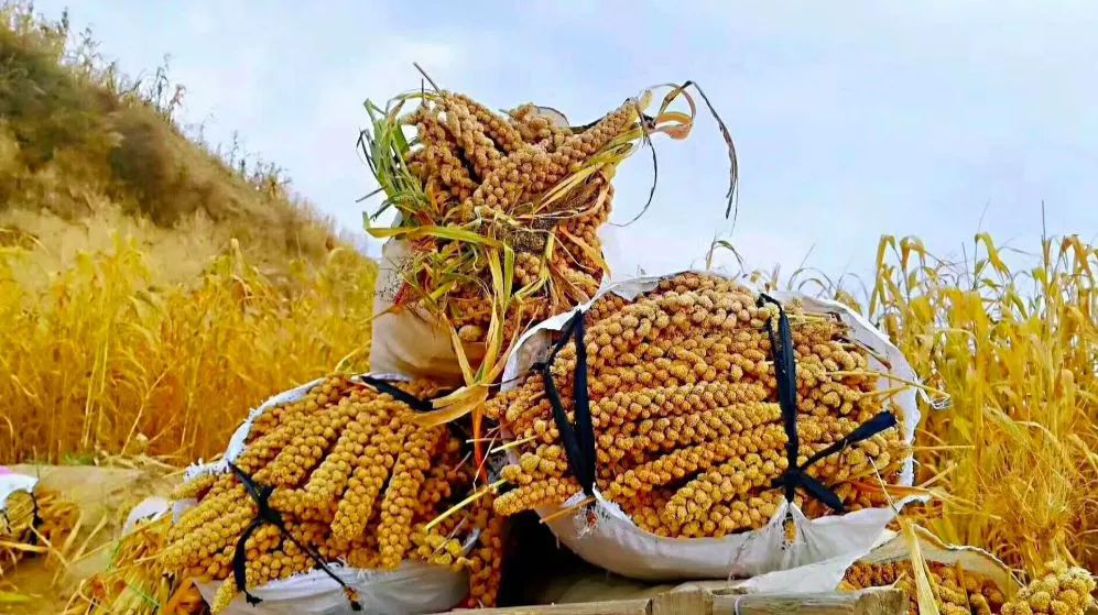 山西被誉为"杂粮王国",种有豆,麦,粟,薯,黍5大类20多种杂粮.