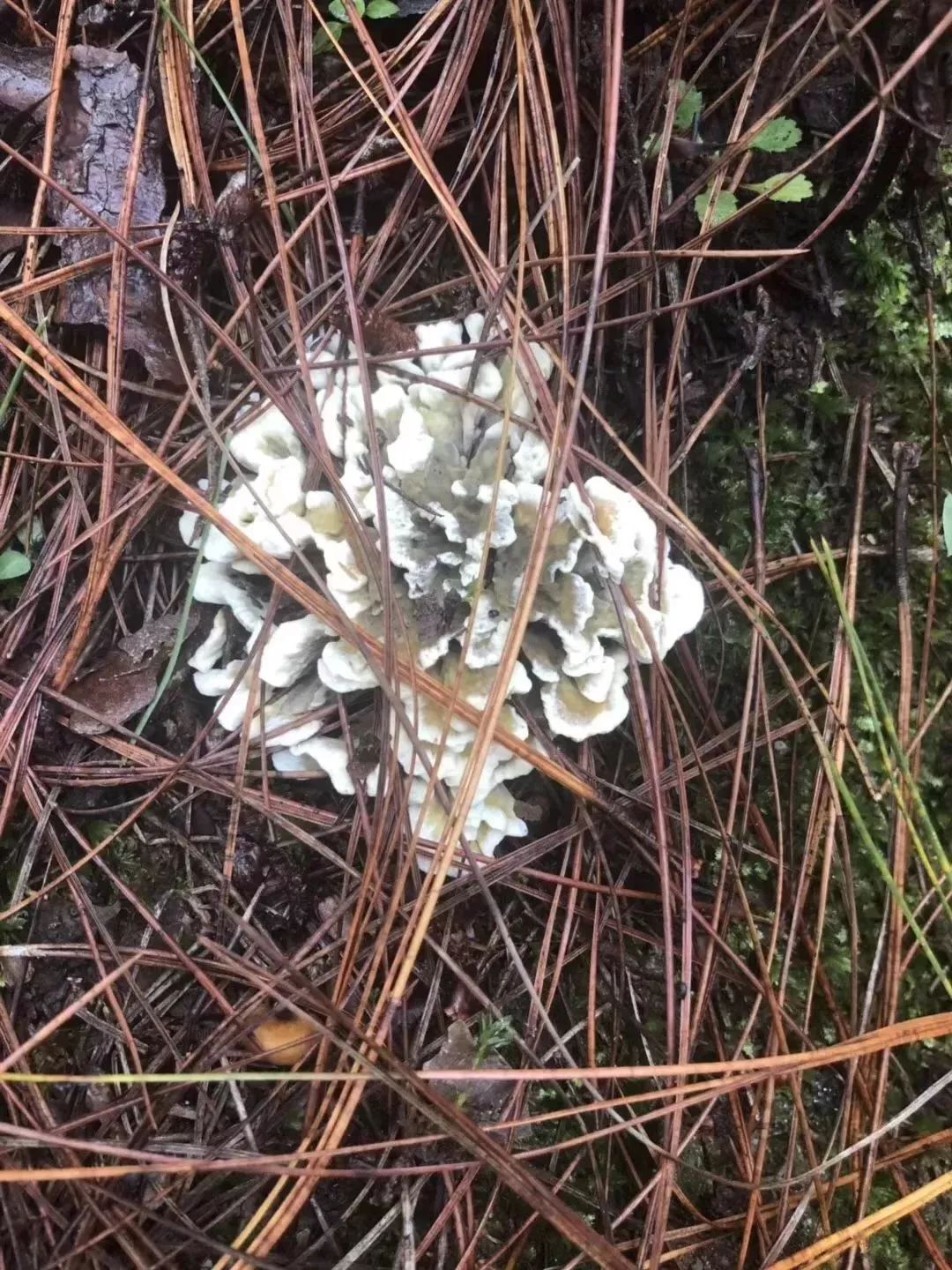 此處要吃貨們雲南野生菌出啦手慢無噢