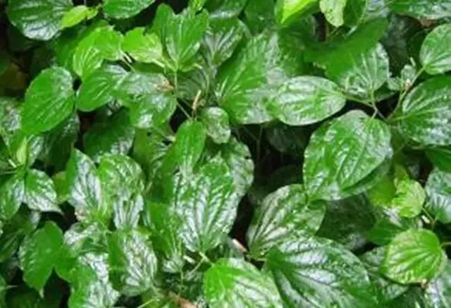 端午粽博白阿妹记忆里难忘的味道