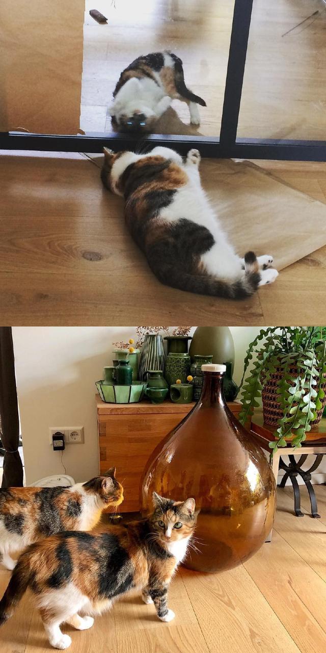 猫咪正在照镜子镜子里的身影突然回头别担心这只是特效而已