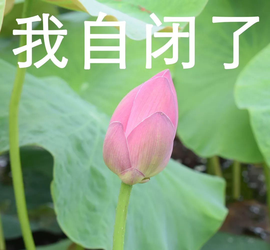 东软表情包出炉速速保存手慢无