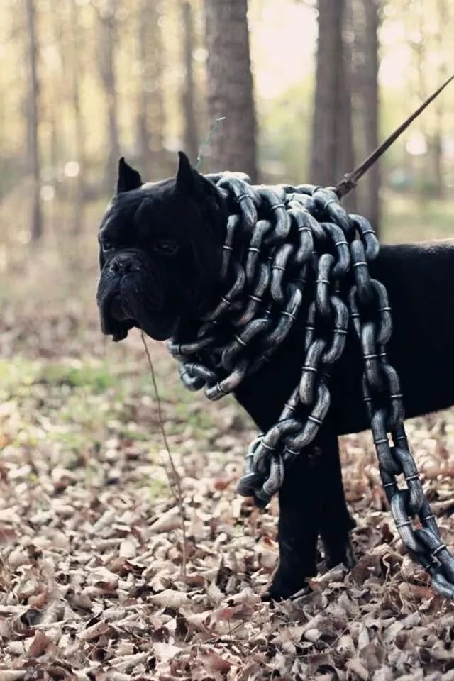 猛犬三剑客它们被誉为最优秀的家庭保镖犬