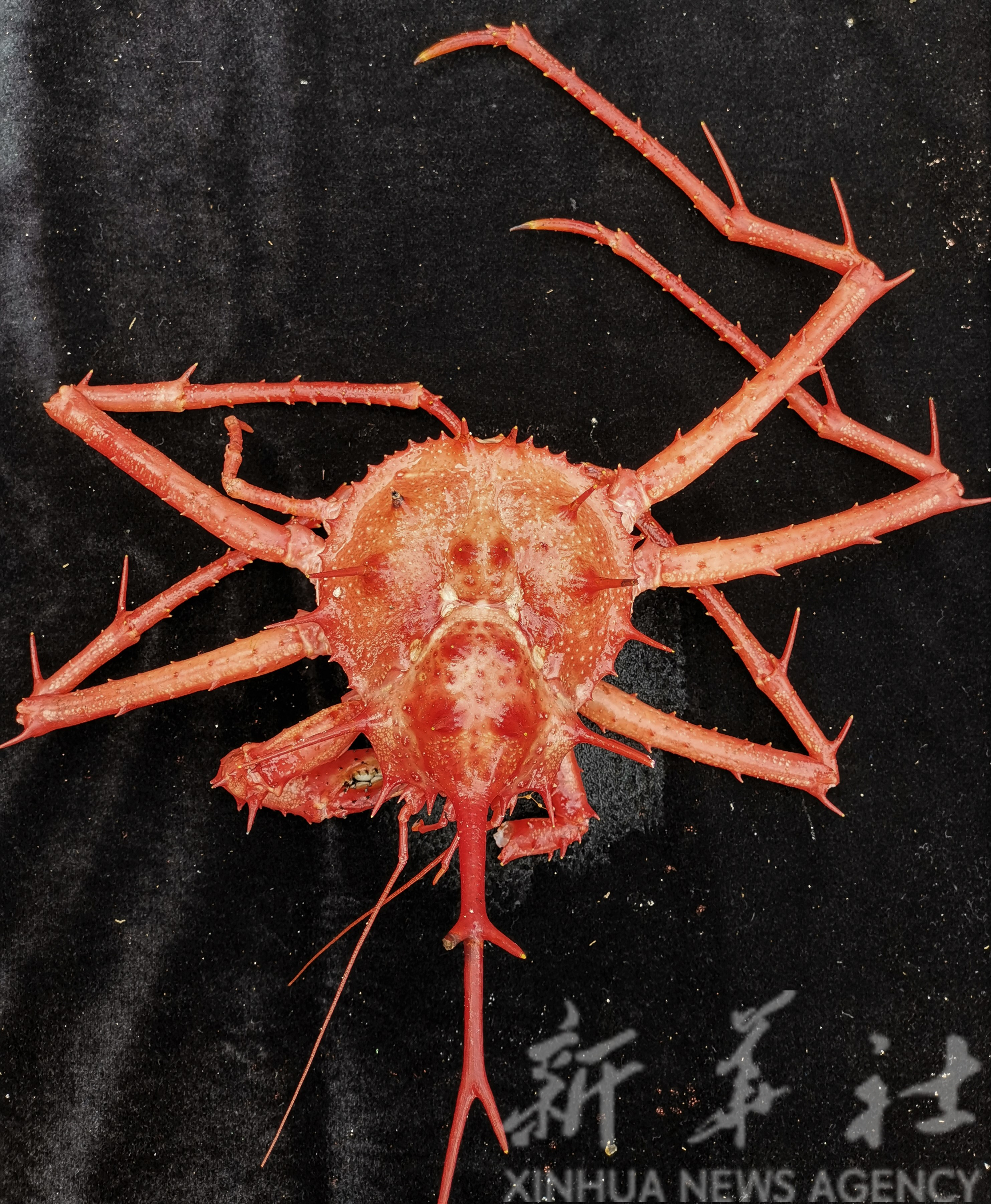 深海螃蟹种类图片