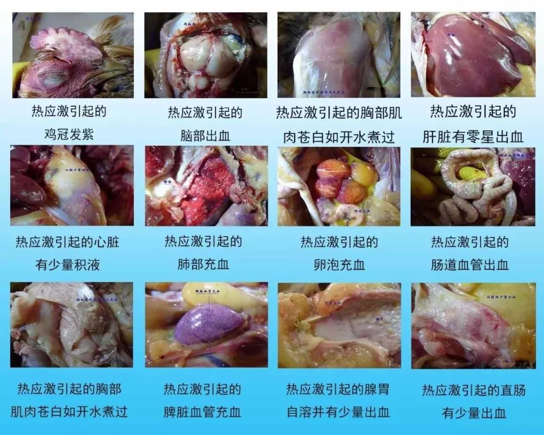 鸡中暑解剖症状图片图片