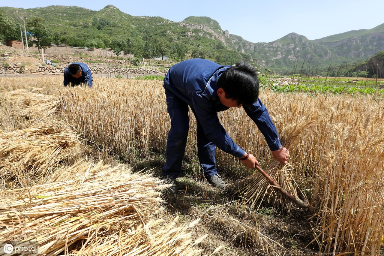 麦到小满日夜黄