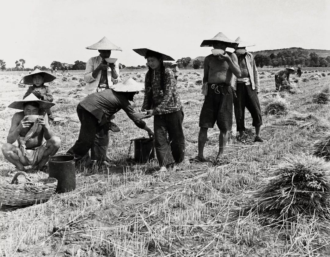 李百军摄影:麦子熟了_生活
