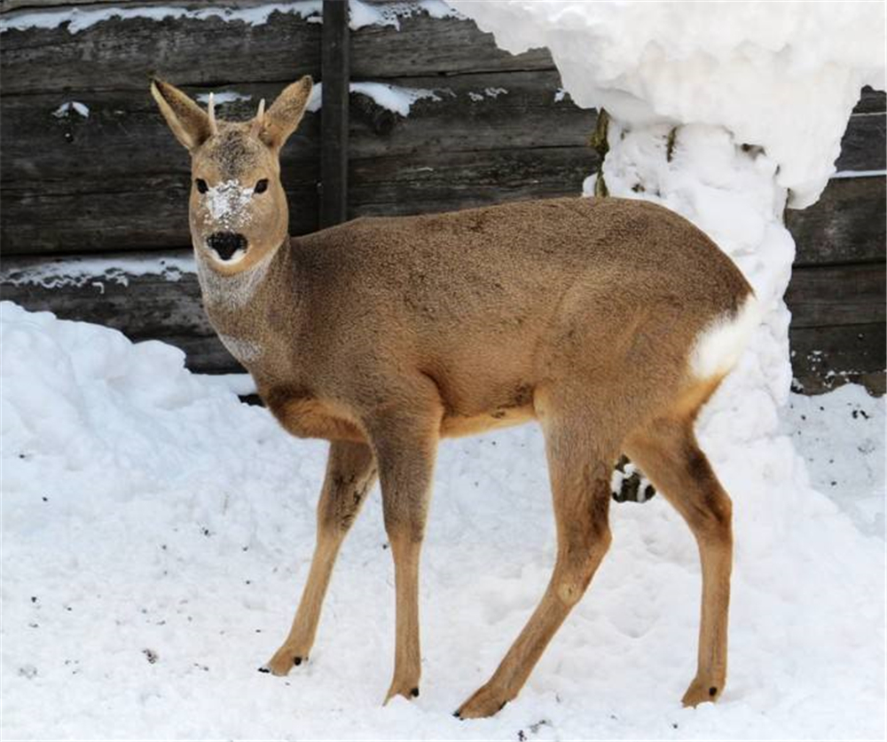 原创雪乡出现白屁股动物,受惊吓尾巴的白毛会炸开,被追就把头埋雪里