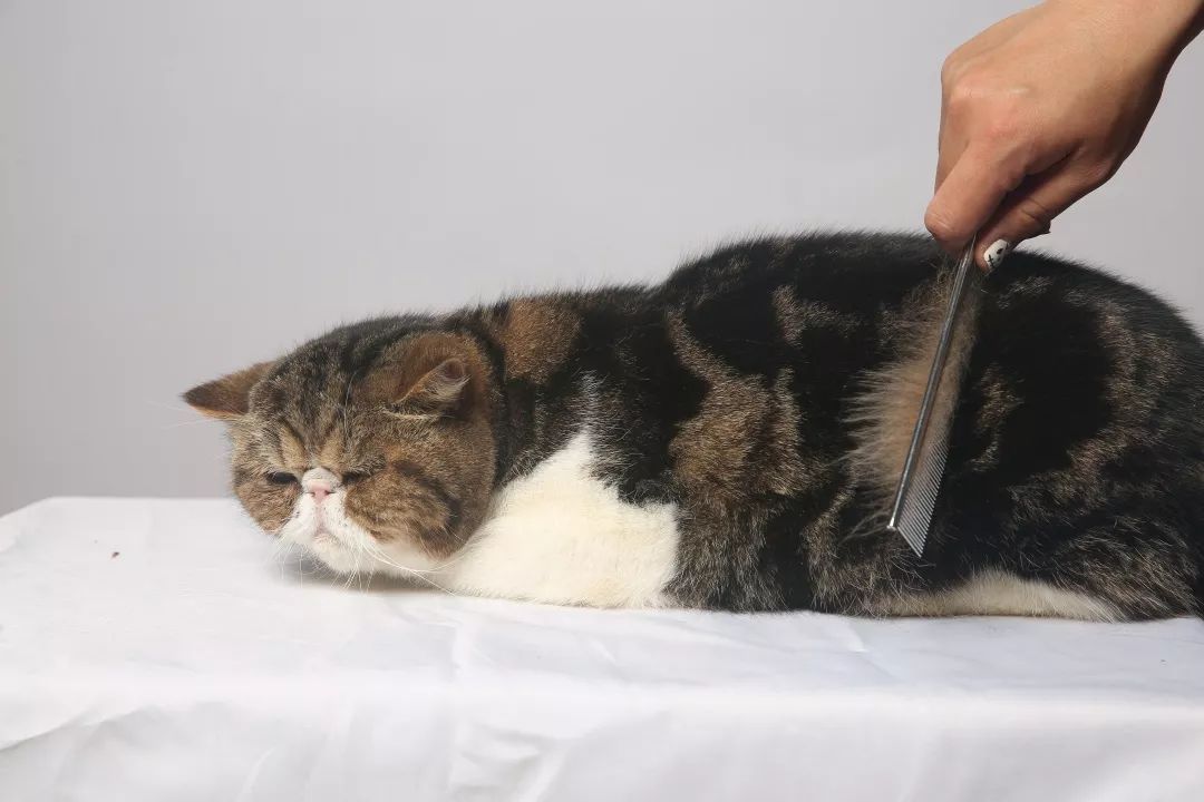手把手教你给猫咪梳毛