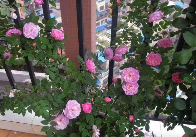 阳台露台花园种一棵蔷薇比月季玫瑰好养开花成百上千朵