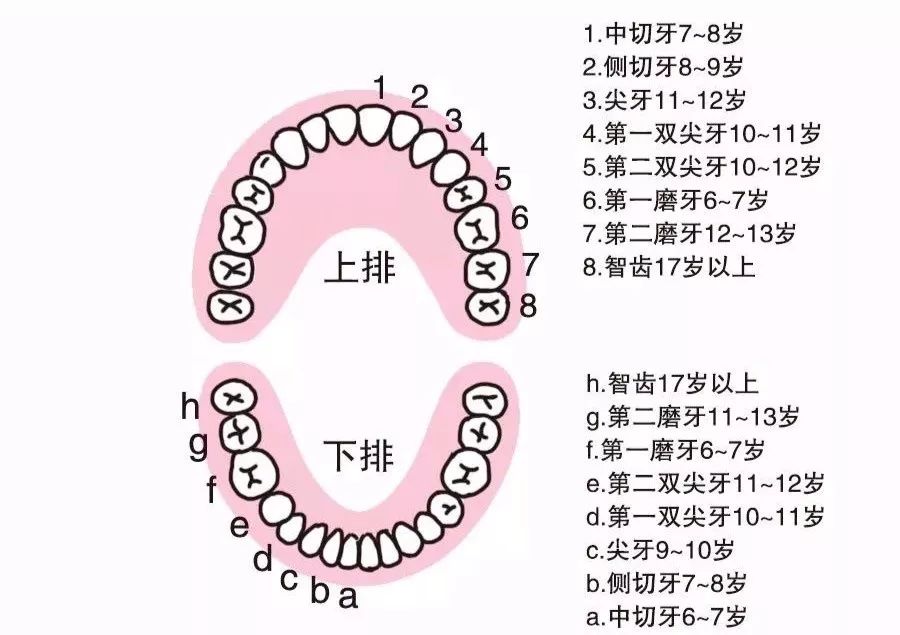 家長必看系列最全面的寶寶長牙換牙順序及注意事項