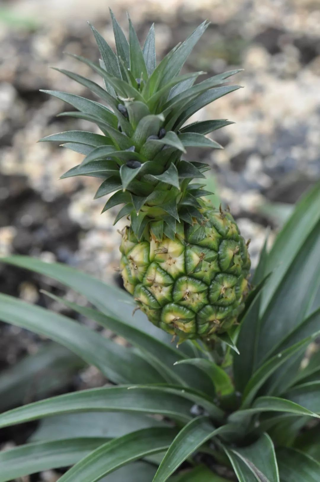 走进凤梨的"花花世界"_植物