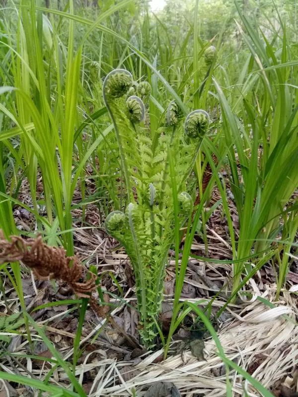 野鸡膀子山野菜图片