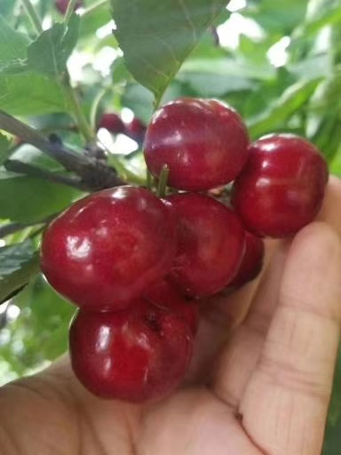 明珠樱桃苗品种简介明珠樱桃苗品种特点