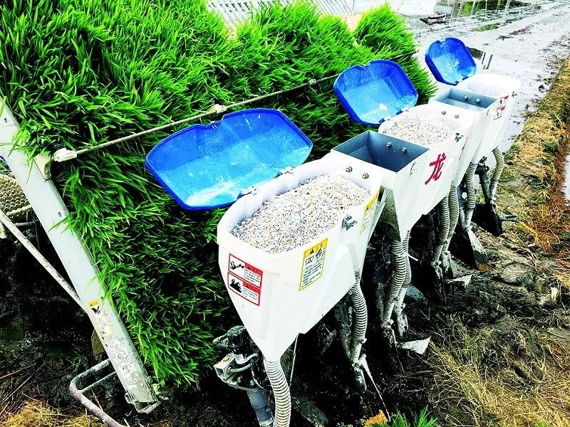 注意了水稻施化肥有最高限量这份施肥指南请收好