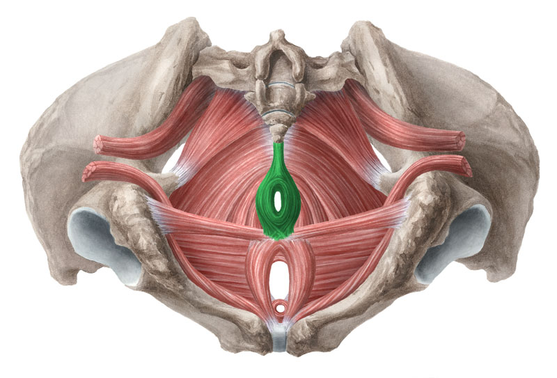 盆底肌解剖图3d图片