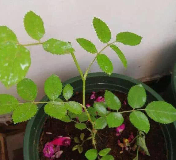 阳台,露台,花园种一棵蔷薇,比月季玫瑰好养,开花成百上千朵!
