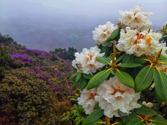 周末去轿子雪山看杜鹃花海