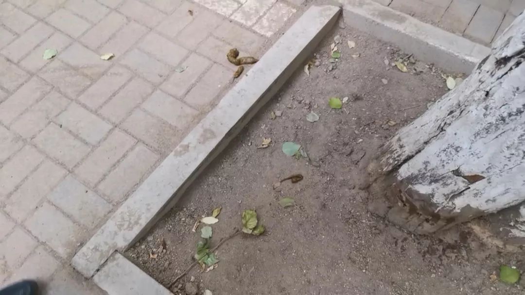 居民区内遛狗不拴绳宠物随意排粪便