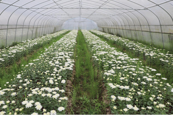 纳雍县扶贫大棚花开正浓群花争艳美不胜收
