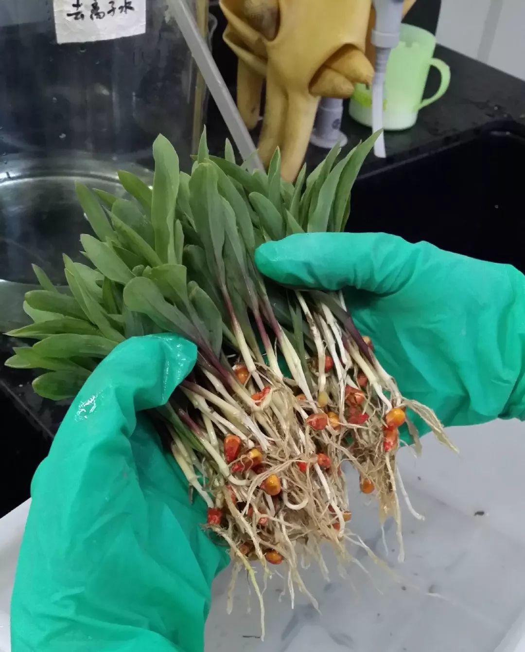 4,家里的玉米棒可以整根水培,也可以切成段水培,只要带有玉米粒,就能