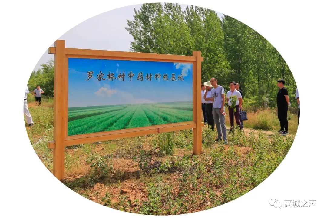 高城镇开展夏季攻势产业扶贫大比武