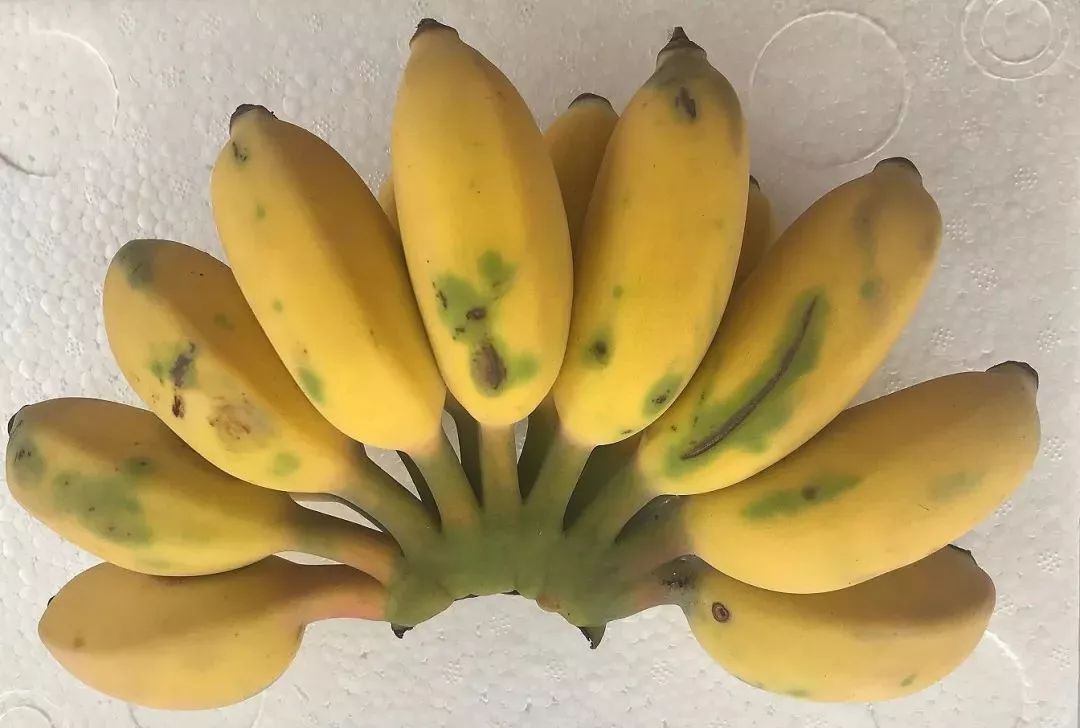 【稀有】能吃出冰淇淋口感的短肥圆,明明是香蕉却披着苹果的外衣,你