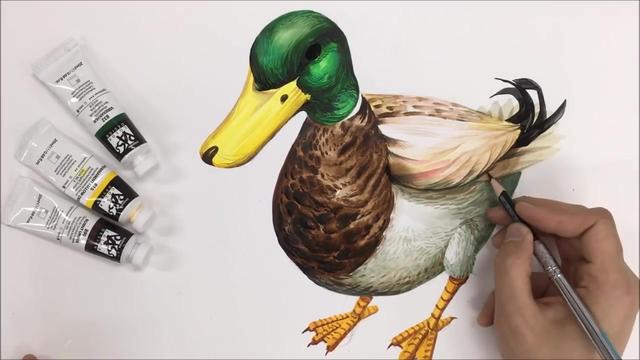 画一只绿头鸭子