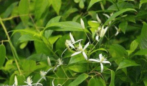 原创营养价值很高的野菜,清热止血,养阴调经,常食还能减肥瘦身