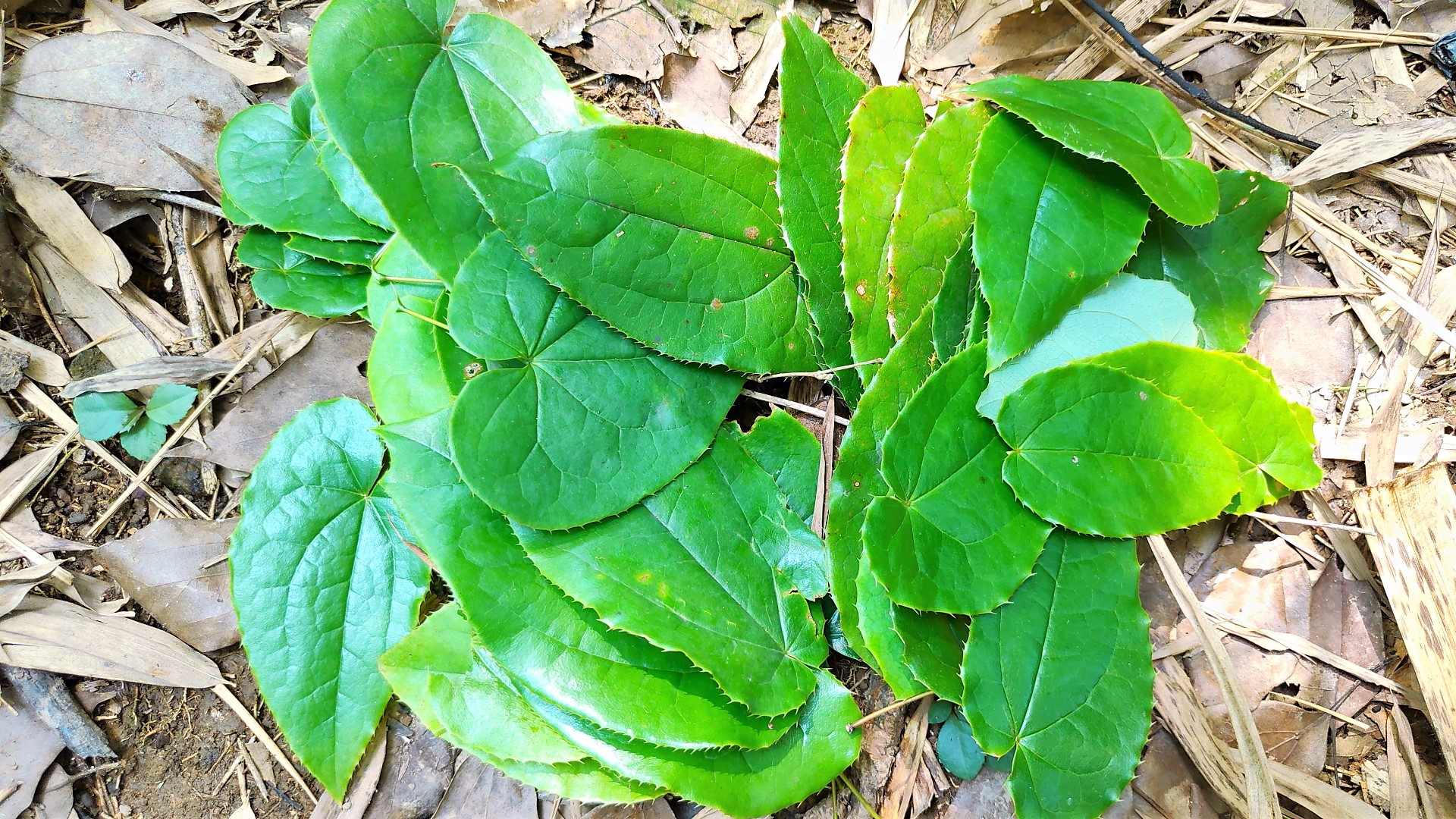 农村一种不常见的植物叶片长得似心形营养价值非常的高