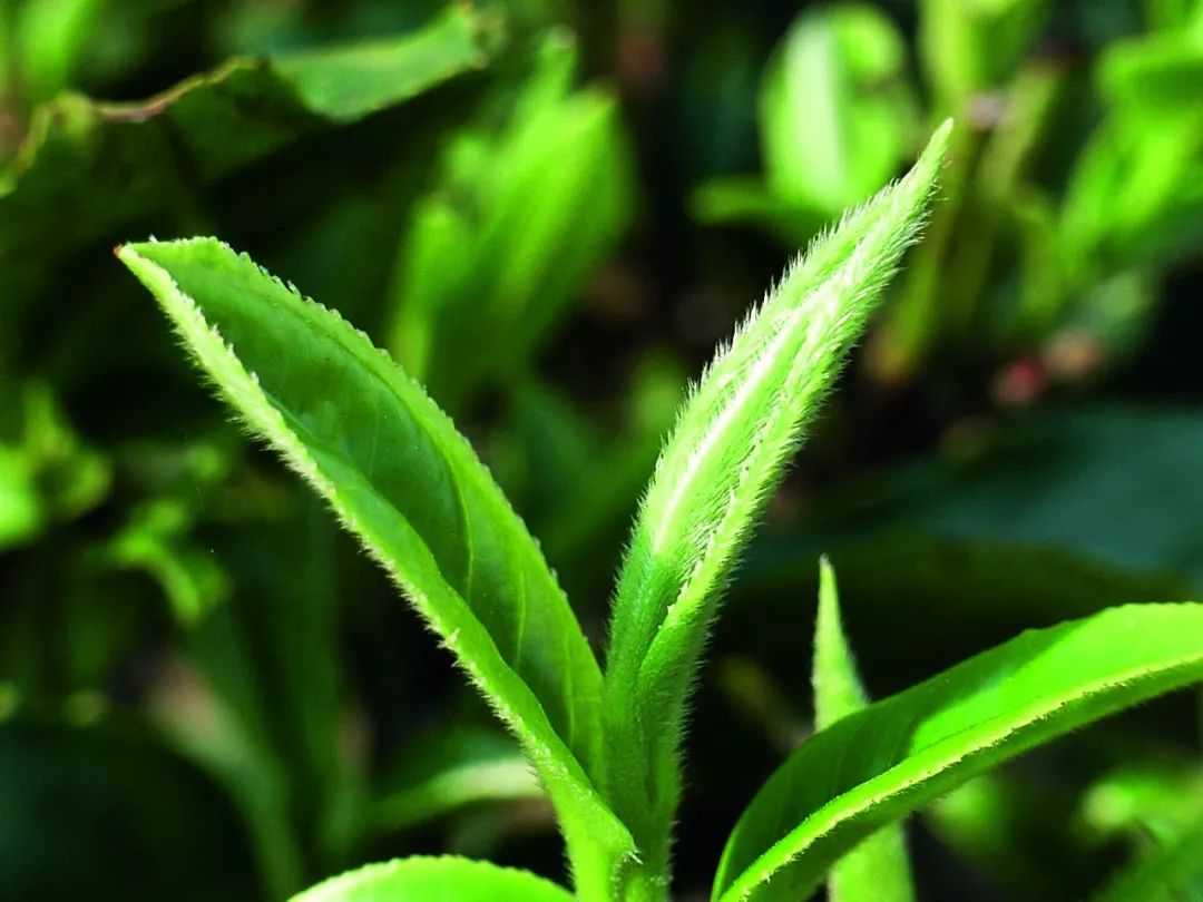 被茶小绿叶蝉咬后茶叶会别有一番香味少年科学粉