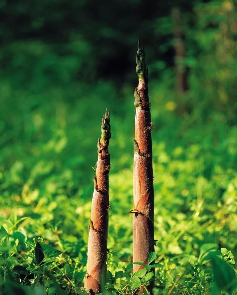 碧云天下:五月嫩笋