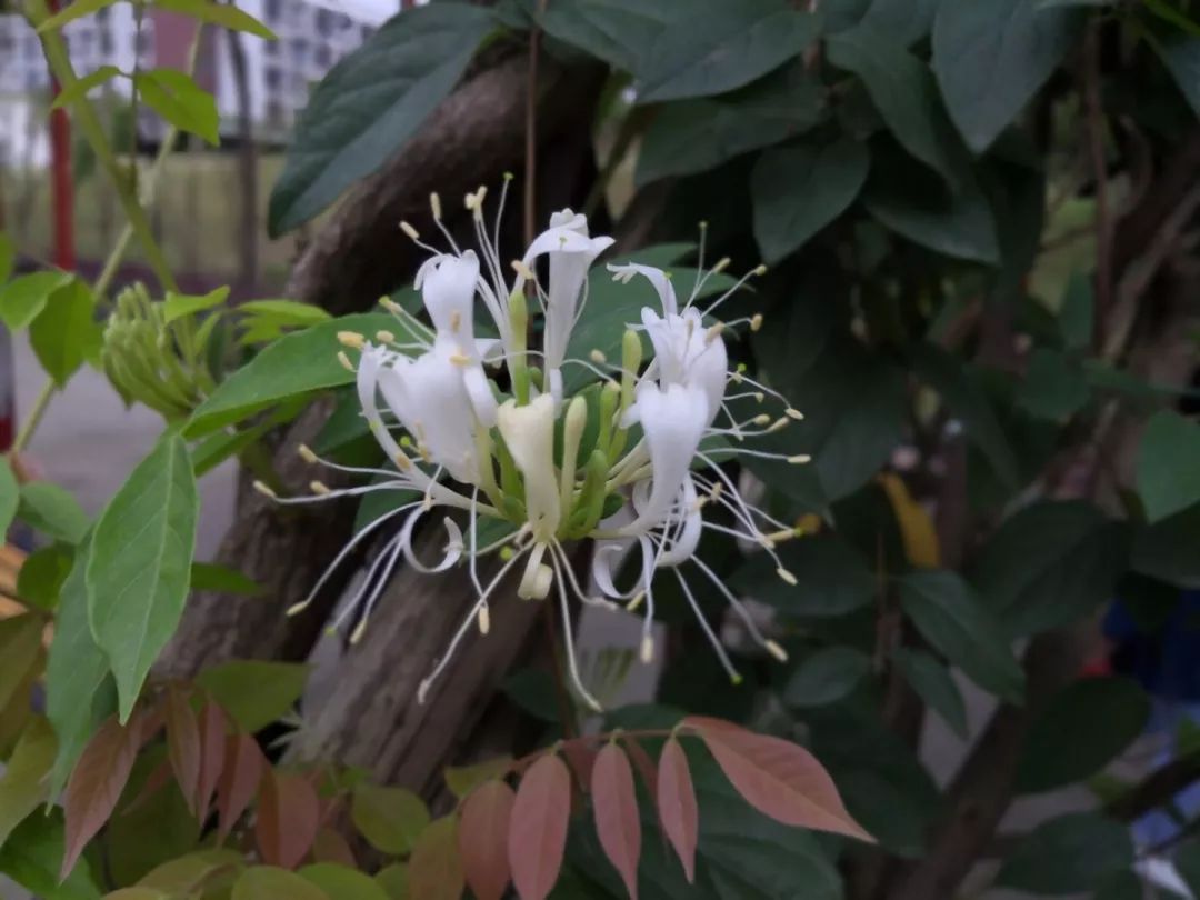 中文学名:忍冬拉丁学名:lonicera japonica thunb.