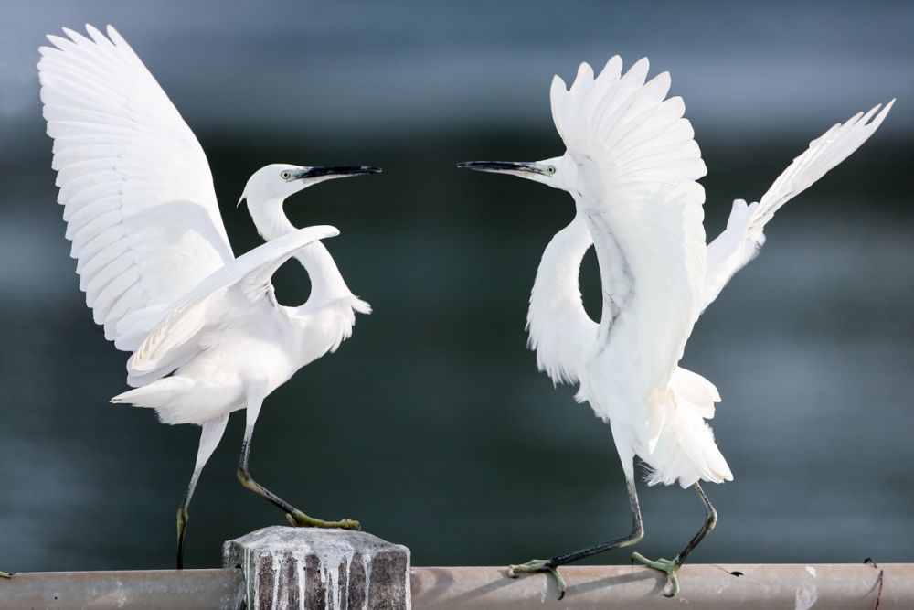 行摄镜头下的白鹭翱翔于天际的肆意自由