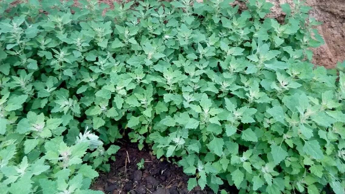 好吃又美味营养的灰灰菜有些人却不能食用