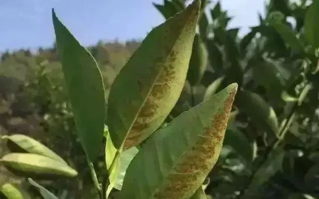 柑橘褐斑病与炭疽病区别图片对比(柑橘褐斑病与炭疽病区别图片对比分析)