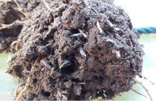 线虫土传病害重茬土壤酸化地下害虫再不改变地都没法种了