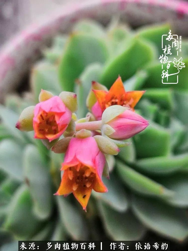 美吧,反正我爱桃美人开花,有没有被种草.