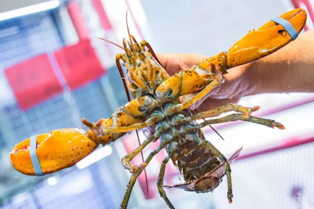 4折魔都爆排2h的港式火锅来杭州了暗藏会跳舞的海鲜市场