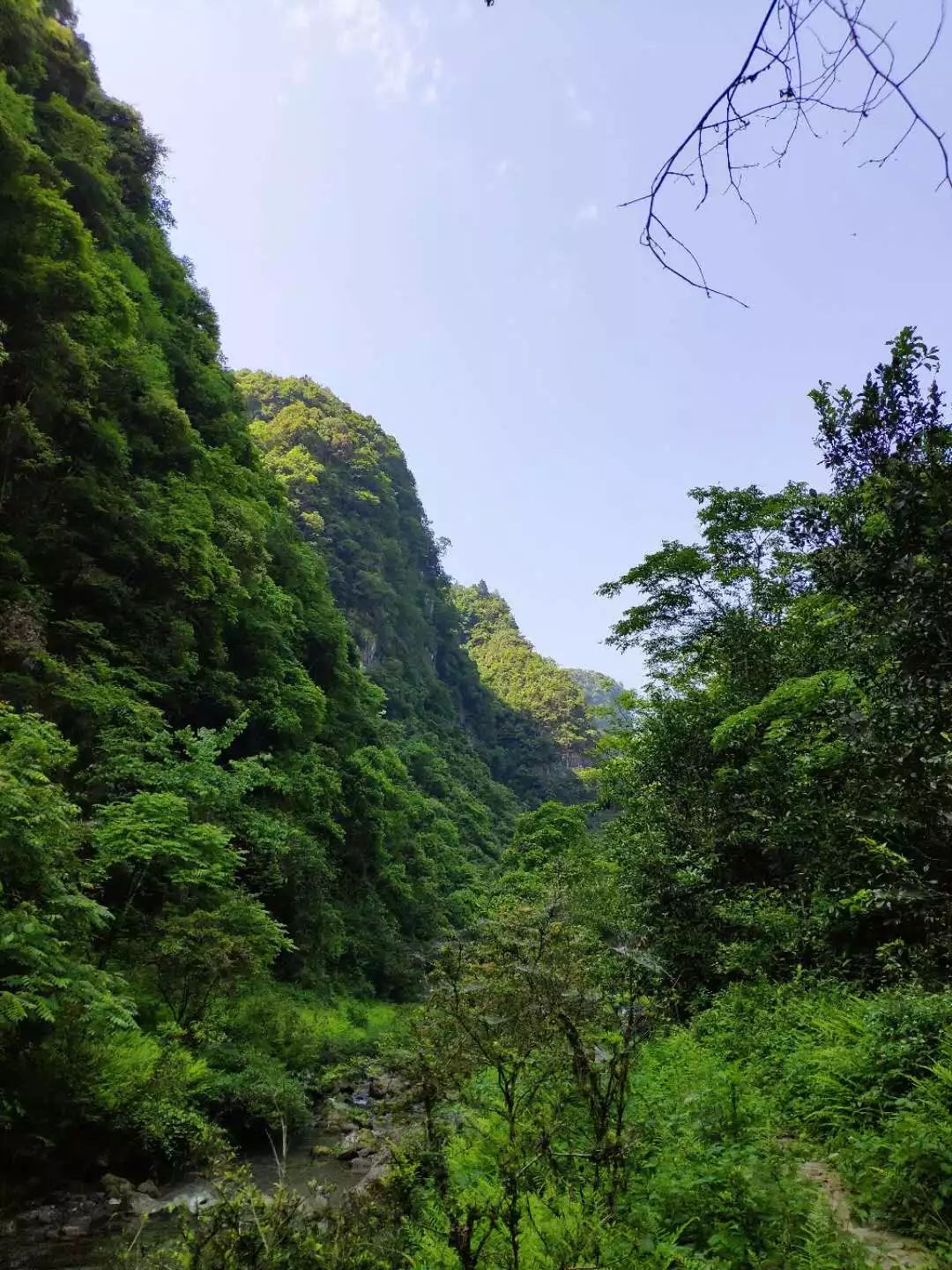 壶瓶山放生两只华南虎图片