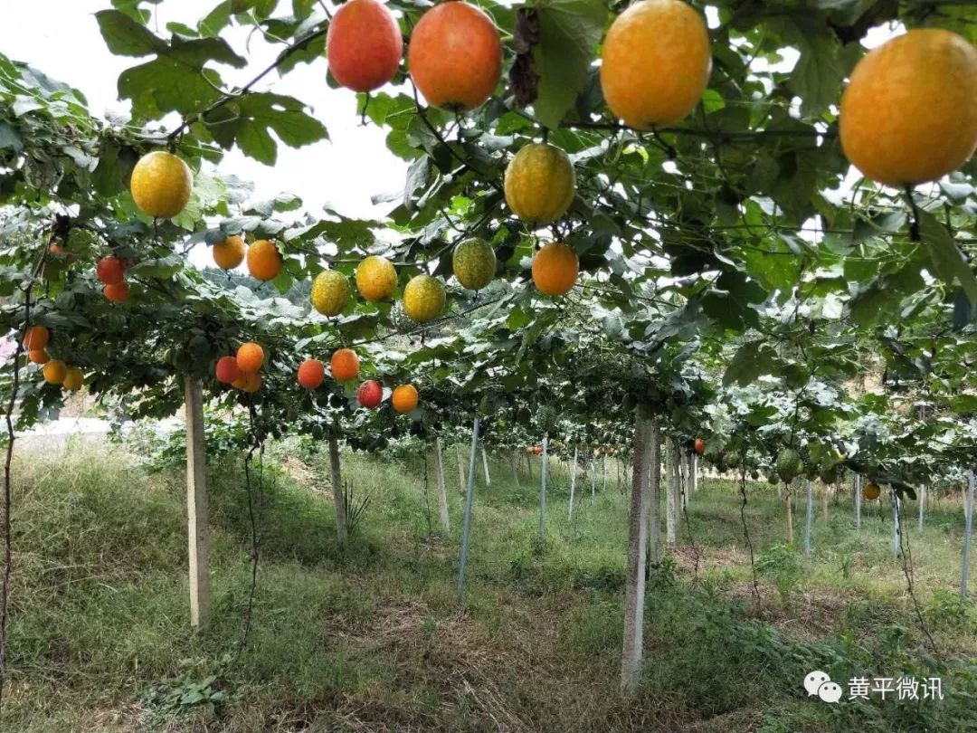 谷陇镇的目标是,发展1万亩优质吊瓜种植基地,年实现生吊瓜子销售收入