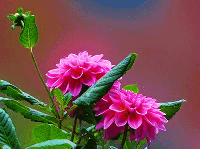 最美的长寿花动图送给你愿你健康长寿看到的人有福了