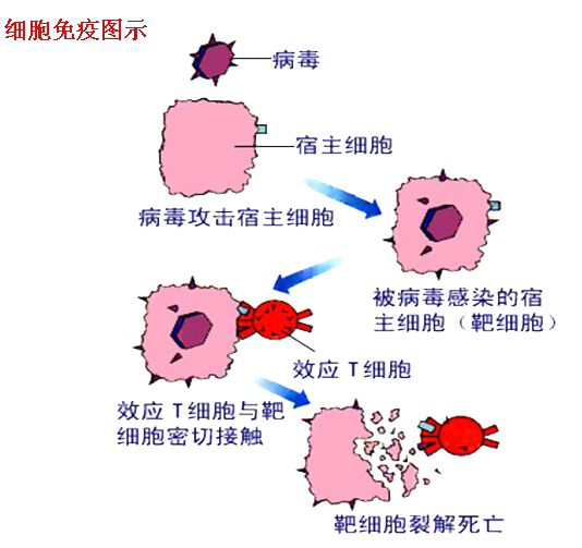 一旦巨噬細胞不足時,就立即打雞血分化變身,參與到戰爭中