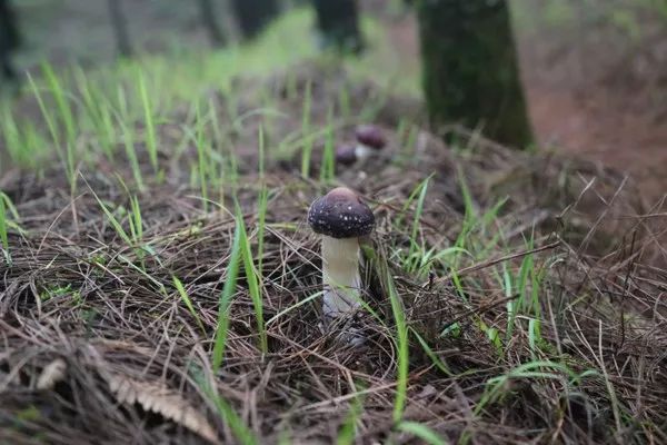 昭通巧家马树死人图片