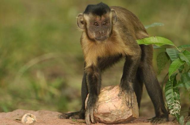 巴拿马的猴子会使用工具已进入了石器时代能进化成智慧物种吗