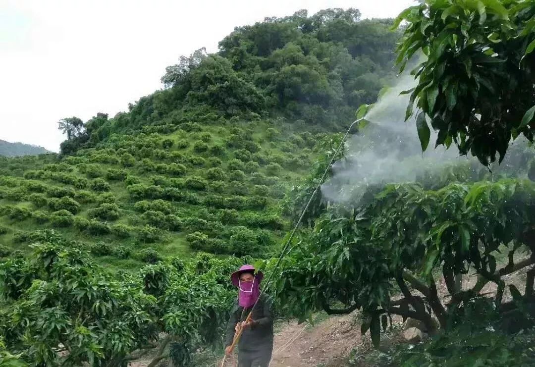 发生药害不懂打药这九种芒果打药注意事项掌握了不用愁