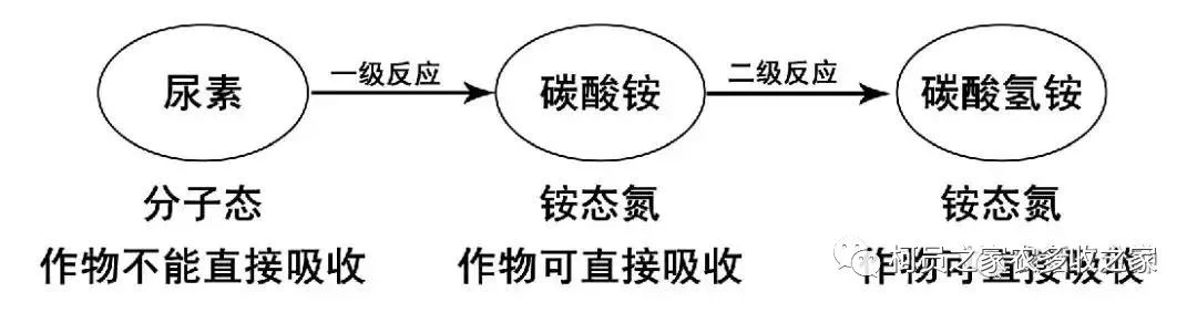 尿素的作用图片