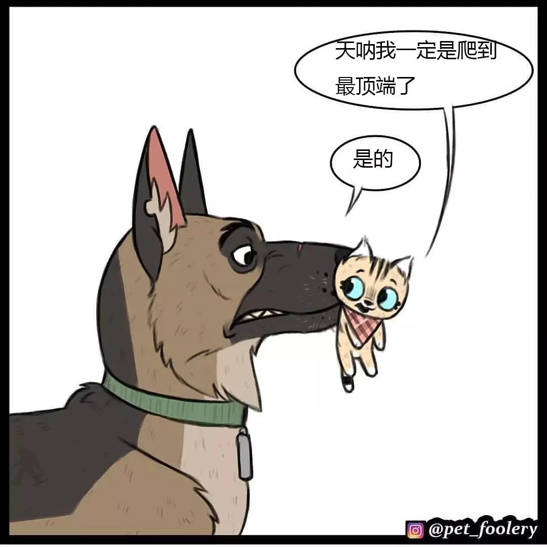 退役军犬和大眼萌猫的故事续集来了