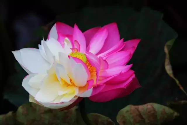 超值纯玩￥1799看醉美荷花体验采挖三七品特色餐宴云南普者黑等你来